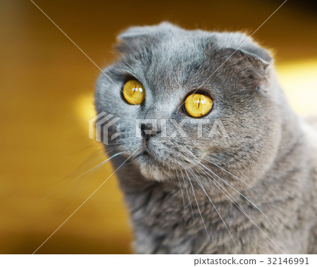 Gray British Scottish Fold Short Hair Yellow Eyes  32146991