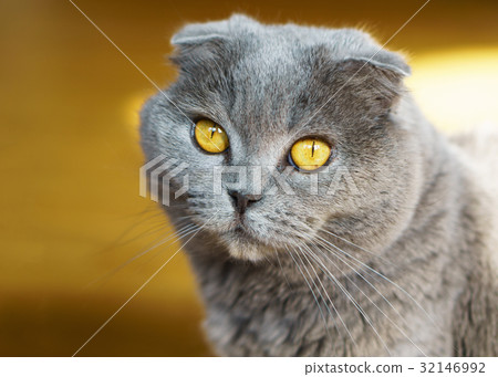 Gray British Scottish Fold Short Hair Yellow Eyes  32146992