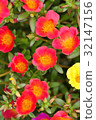 Portulaca 32147156