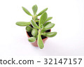 Succulent plants Logelsey 32147157