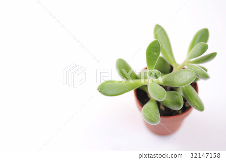 Succulent plants Logelsey Succulent plants Logelsey 32147158