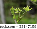 White tree bud (Coasiabra) 32147159