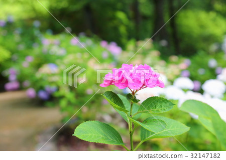 Pink hydrangea flowers 32147182