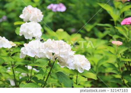繡球花 32147183