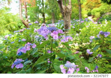 Pink hydrangea flowers Pink hydrangea flowers 32147877