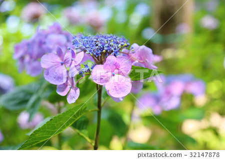 Pink hydrangea flowers Pink hydrangea flowers 32147878