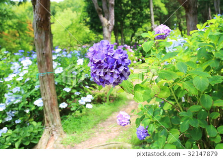 hydrangea flower hydrangea flower 32147879
