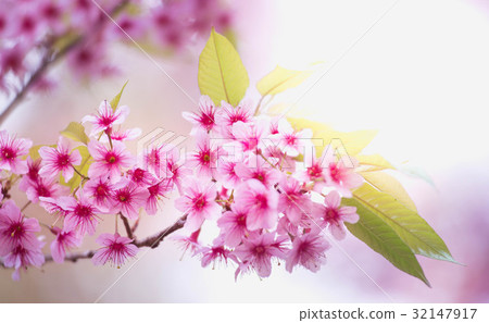 Himalayan Cherry (Prunus cerasoides) blooming  32147917