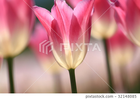 Chiripu 2187 32148085