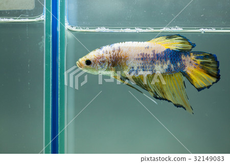 Siamese fighting fish, Betta fish Siamese fighting fish, Betta fish 32149083