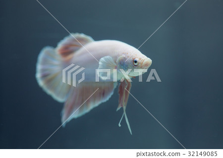 Siamese fighting fish, Betta fish Siamese fighting fish, Betta fish 32149085