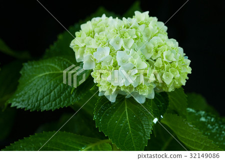 Beautiful hortensia flower Beautiful hortensia flower 32149086