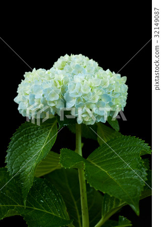 Beautiful hortensia flower Beautiful hortensia flower 32149087