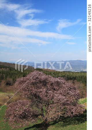 Yamagata Nishiozo Farm Spring Yamagata Nishiozo Farm Spring 32149216
