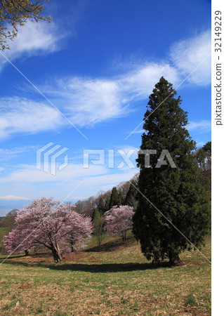 Yamagata Nishiozo Farm Spring Yamagata Nishiozo Farm Spring 32149229