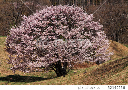 Yamagata Nishiozo Farm Spring Yamagata Nishiozo Farm Spring 32149236