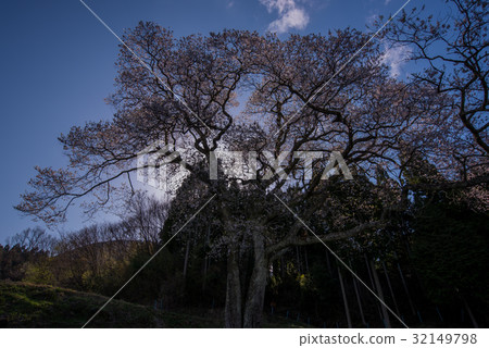 Edohigan in Mori Yudani 7 32149798