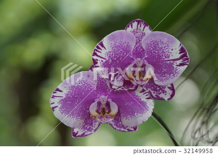 蘭花 32149958