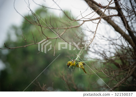 黑頭織布鳥 32150037