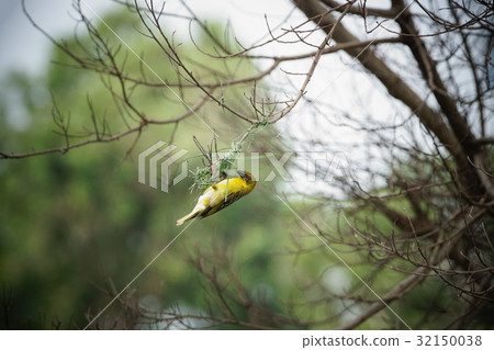 黑頭織布鳥 32150038