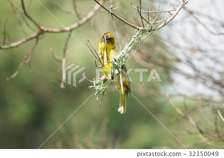 黑頭織布鳥 32150049