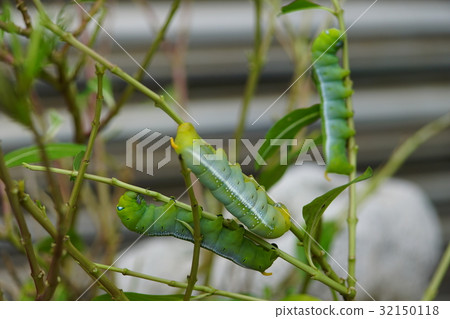 夾竹桃天蛾 夾竹桃天蛾 32150118