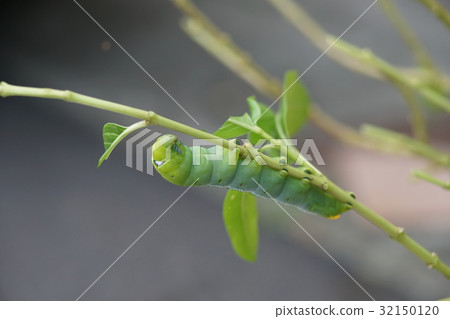 Oleander hawk moth 32150120