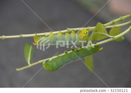 夾竹桃天蛾 夾竹桃天蛾 32150121