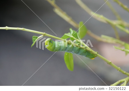 夾竹桃天蛾 32150122