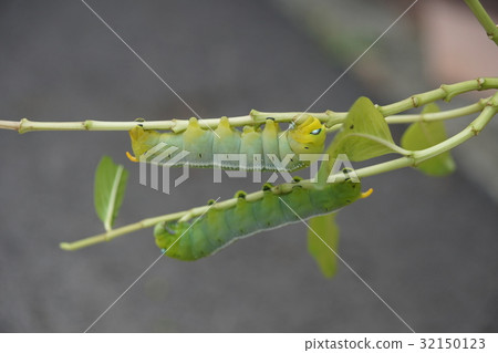 Oleander hawk moth 32150123