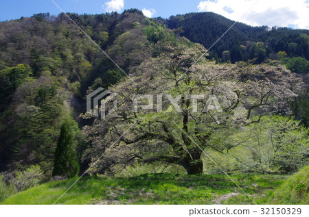 Cherry blossoms of bridge 32150329