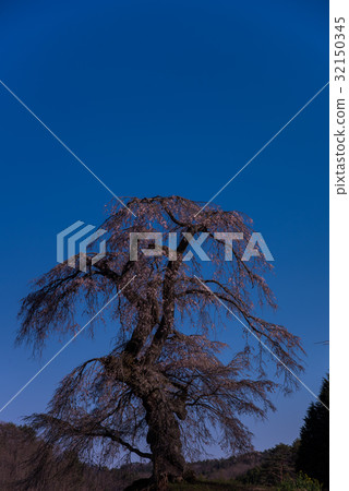 Weeping cherry blossoms in Nagasawa 11 32150345