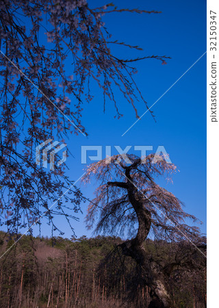 Weeping cherry blossoms in Nagasawa 13 32150347