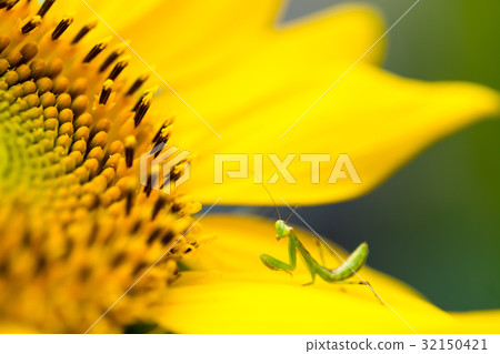 Summer flower Sunflower and mantis baby 32150421