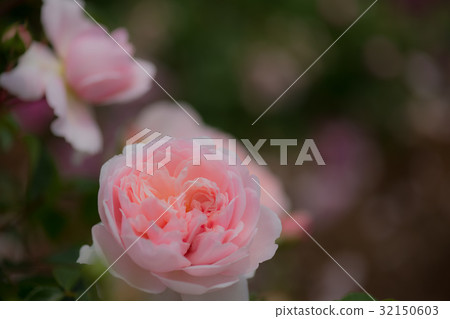 Roses 21 Roses 21 32150603