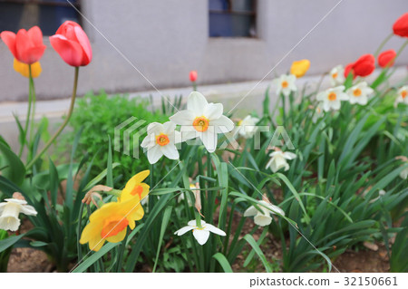 Outdoor landscape design with flower bed Outdoor landscape design with flower bed 32150661
