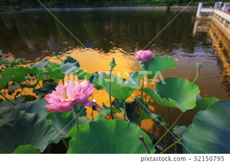 CUHK Reflection of the Lake Shatin 32150795