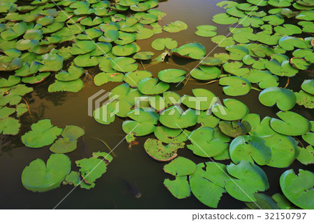 CUHK Reflection of the Lake Shatin 32150797
