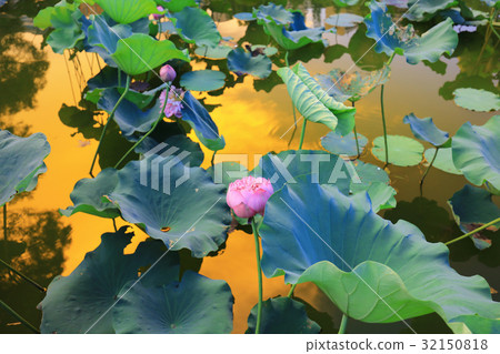 CUHK Reflection of the Lake Shatin 32150818