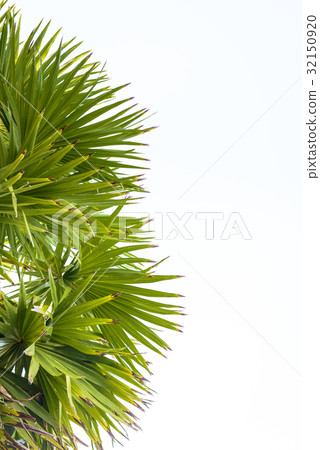 Palm leaf isolated on white 32150920