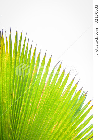 Palm leaf isolated on white Palm leaf isolated on white 32150933