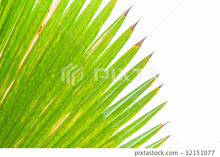 Palm leaf isolated on white 32151077