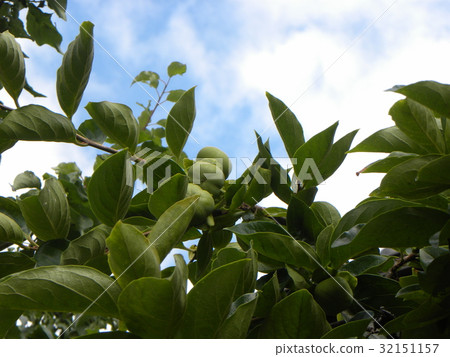 Fruit of sweet persimmon that ripens in autumn 32151157
