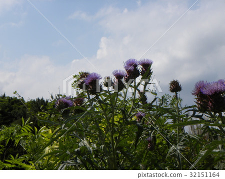 Cardon flowers like large thistle 32151164