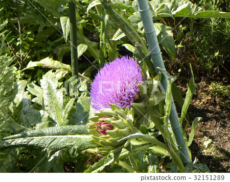 仿古粉筆花像大薊 仿古粉筆花像大薊 32151289