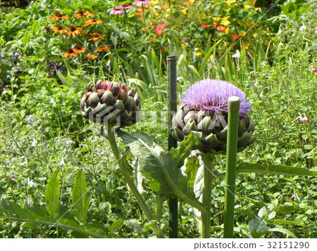 仿古粉筆花像大薊 仿古粉筆花像大薊 32151290