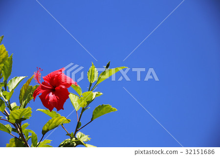 扶桑花 32151686
