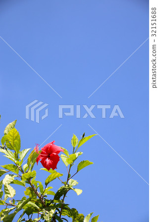 扶桑花 扶桑花 32151688