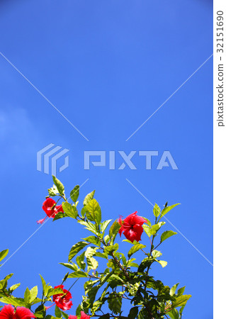 扶桑花 32151690