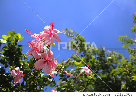 扶桑花 32151705